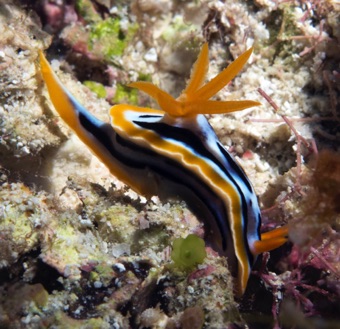Nudibranch
